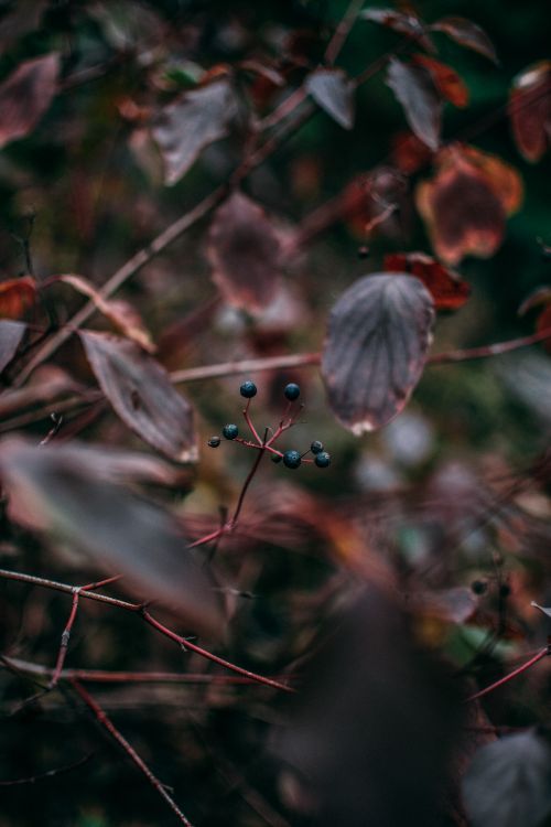 Free Vertical shot of dark berries surrounded by autumn leaves, perfect for mobile wallpaper. Stock Photo