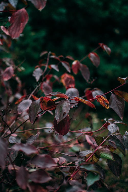 Red and Green Leaf Plant