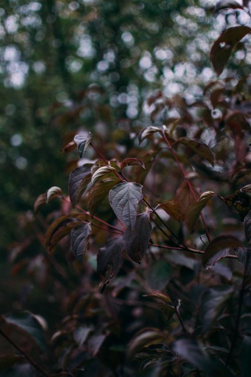Free A moody vertical close-up showcasing detailed foliage, perfect for nature themes. Stock Photo
