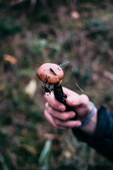 A person holding a wild mushroom, showcasing outdoor exploration and nature appreciation.