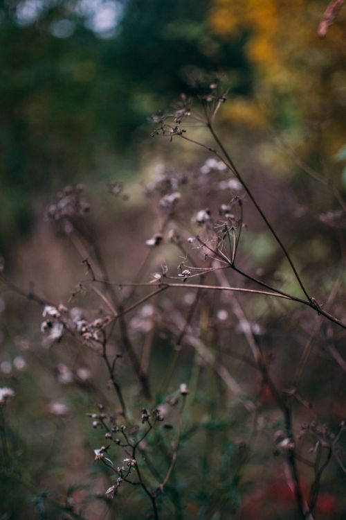 Free Abstract shot of dried plants in autumn with a blurred natural background. Stock Photo