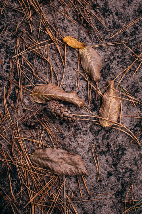 Darmowe zdjęcie z galerii z gleba, jesień, liście