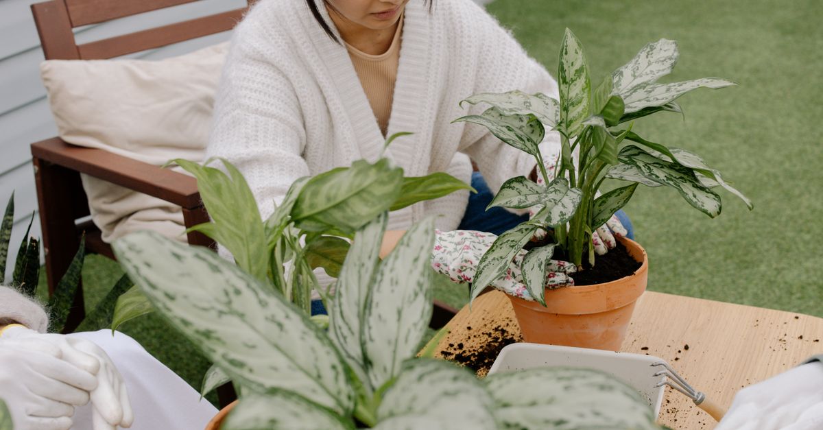 Quand planter les fraisiers ?
