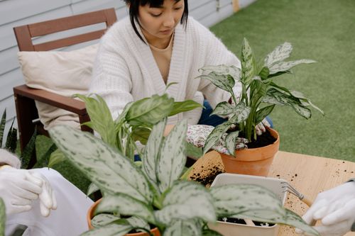 Free Asian woman planting houseplants indoors, focused on gardening. Stock Photo