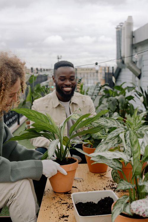 Free Two friends gardening on a rooftop, planting in clay pots and enjoying their time outdoors. Stock Photo