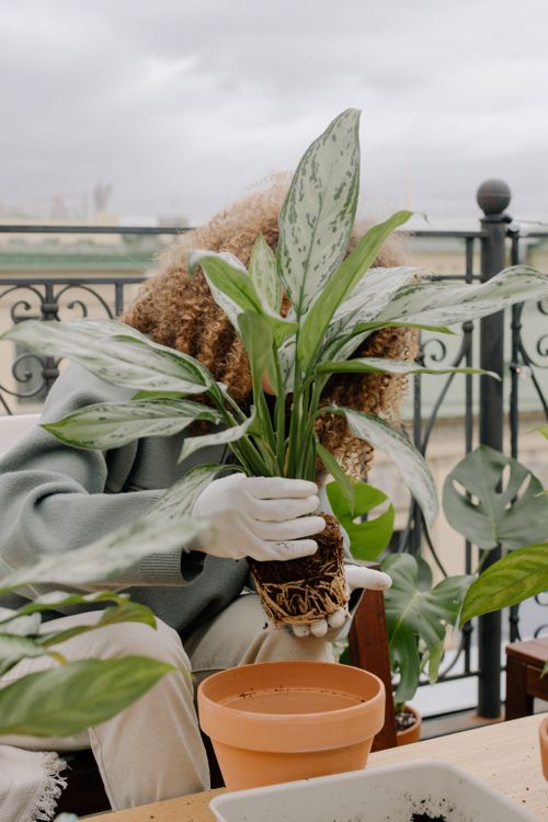 Free Woman with curly hair planting a green plant into a terracotta pot on a balcony. Stock Photo