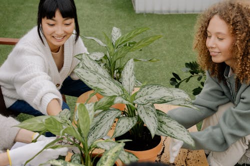 Women Planting Together