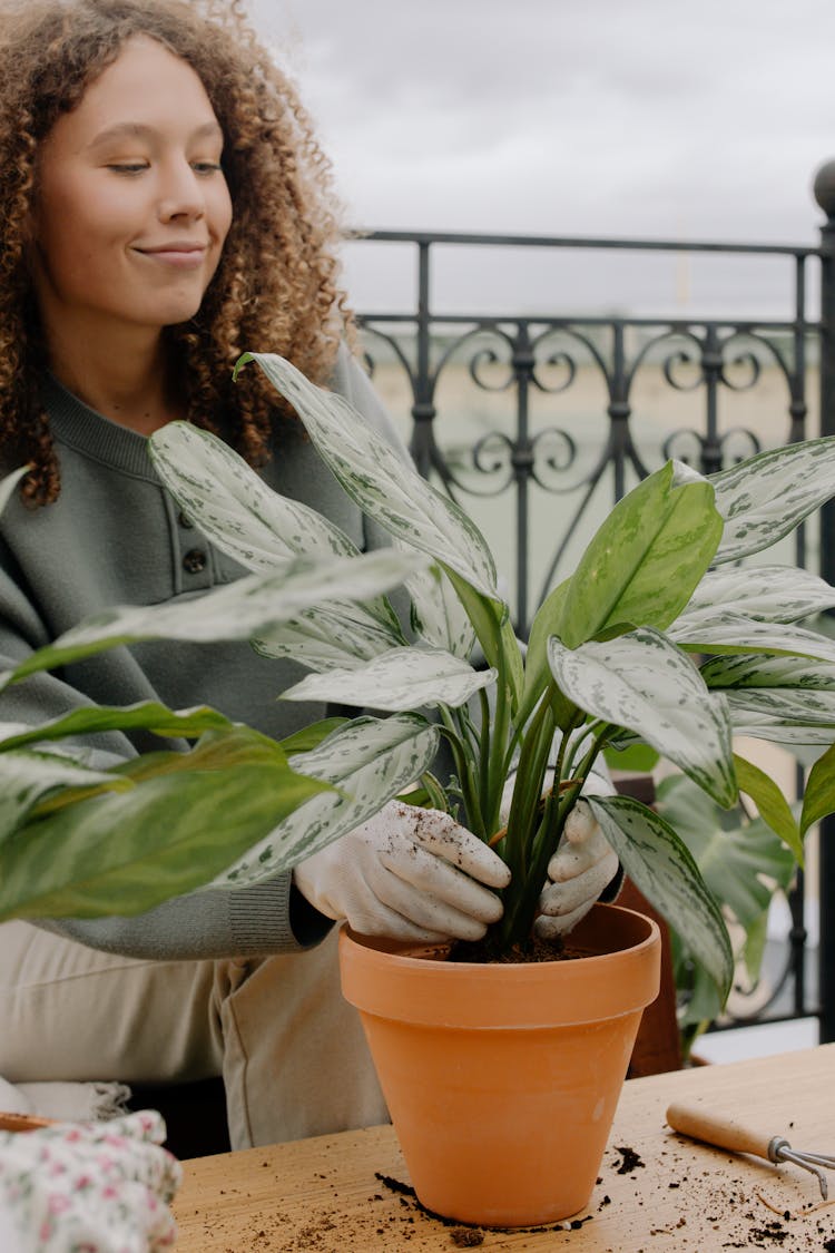 Woman In Gray Sweater Planting A Green Plant