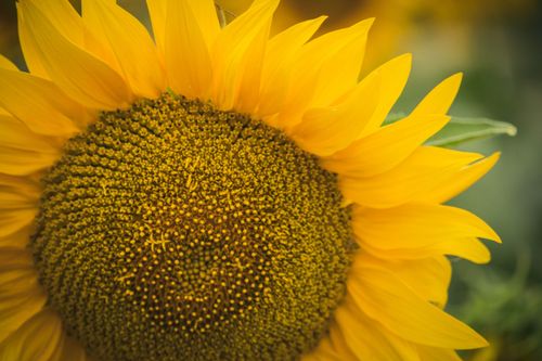 Free Close-up of a bright sunflower showcasing its vivid yellow petals and detailed pollen center. Stock Photo