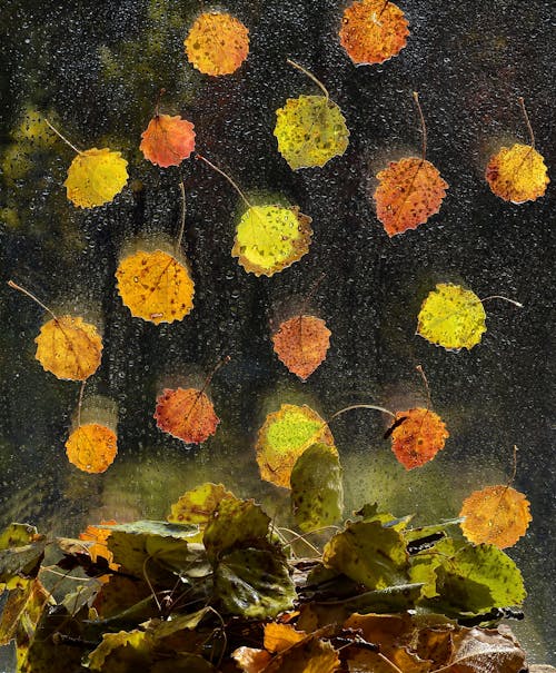 Leaves Sticking on a Glass Window