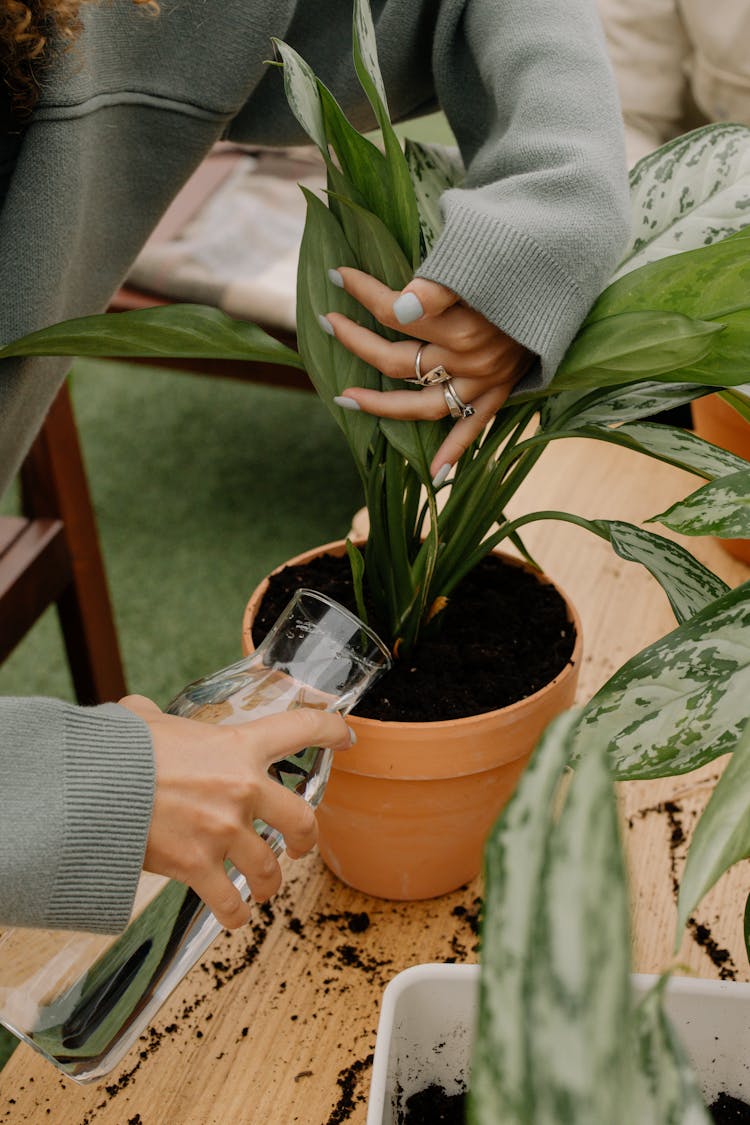 A Person Watering A Newly Potted Plant