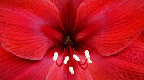 Gratis Fotos de stock gratuitas de de cerca, estambre, flor roja Foto de stock