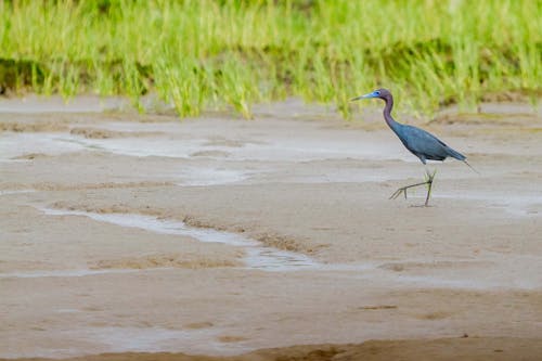 Grey Bird on Brown Sand Near Body of Water