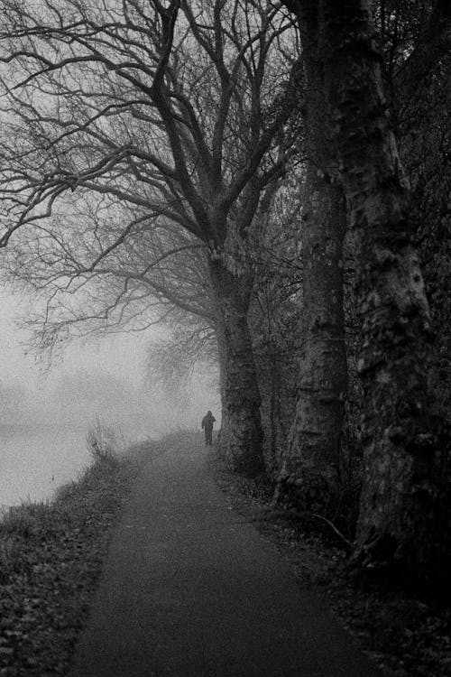 Grayscale Photo of Leafless Trees