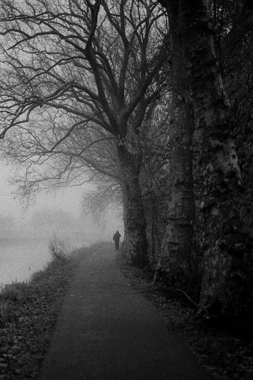 Free A lone person walks down a foggy forest pathway, surrounded by bare trees. Stock Photo