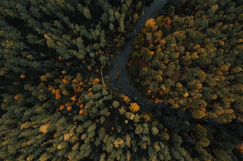 Fotobanka s bezplatnými fotkami na tému jeseň, les, letecké snímkovanie