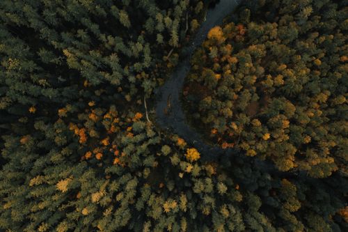 Free Drone shot capturing the vibrant fall colors of a dense forest in Russia with a river winding through. Stock Photo