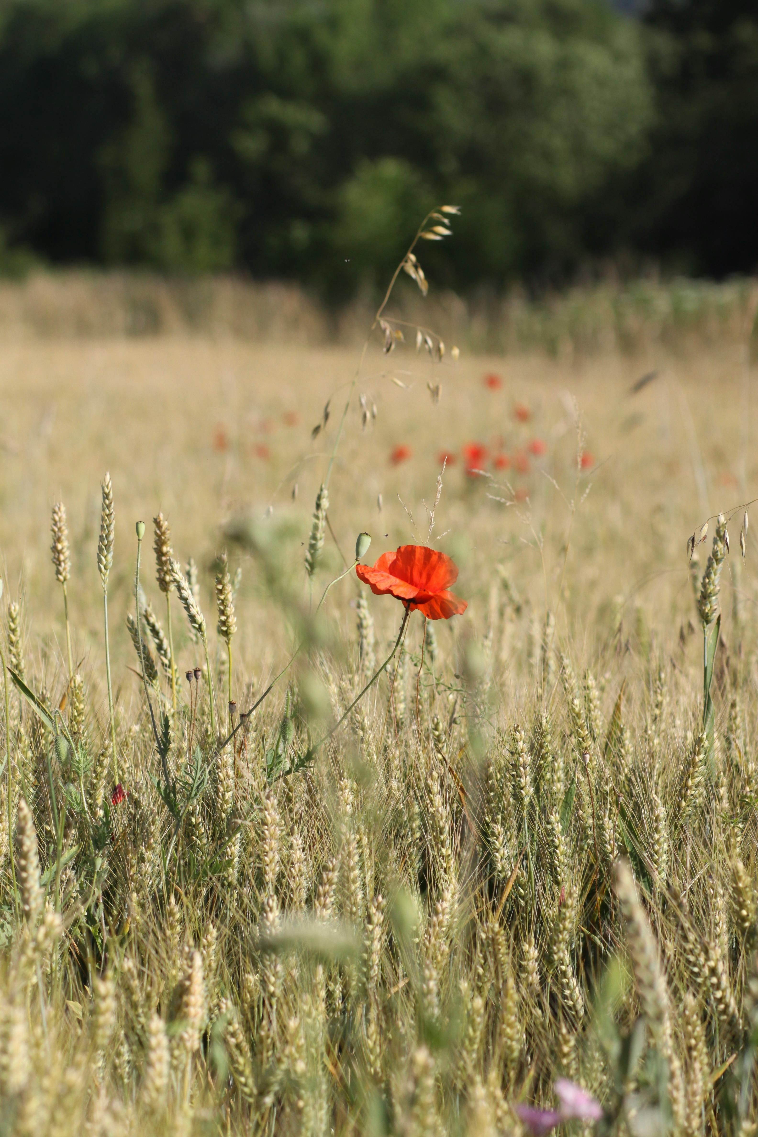 A vibrant red poppy flower stands out in a golden wheat field under a clear sky.