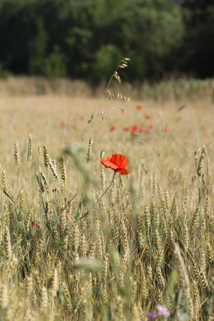A vibrant red poppy flower stands out in a golden wheat field under a clear sky.