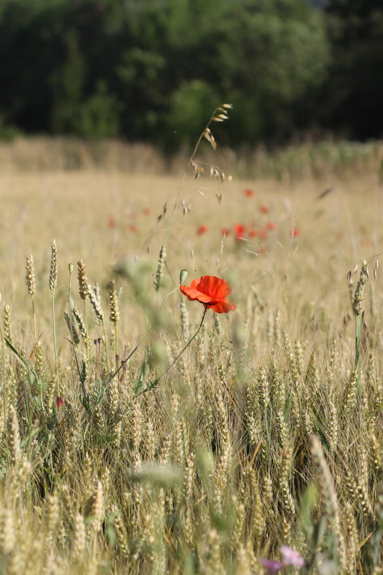 Red Poppy On Meadow