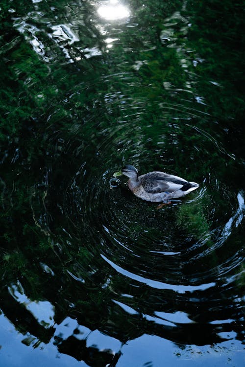 бесплатная Бесплатное стоковое фото с вертикальный выстрел, водный пруд, дикая природа Стоковое фото