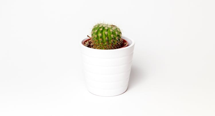 Green Cactus Potted Plant On White Ceramic Pot