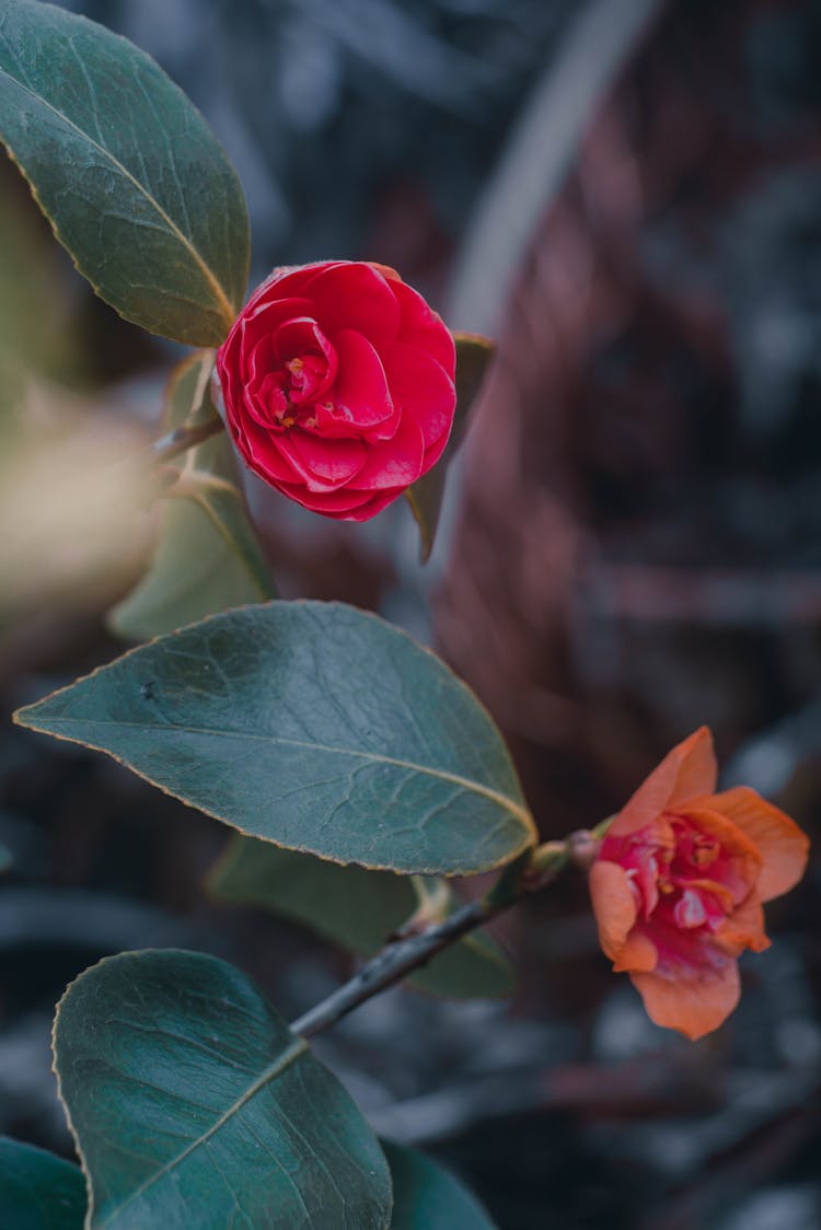 Blooming Camellia Flowers On Green Leaves 