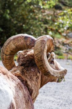 Close-up of a Bighorn Sheep with impressive horns in the wild near Canmore, Alberta.