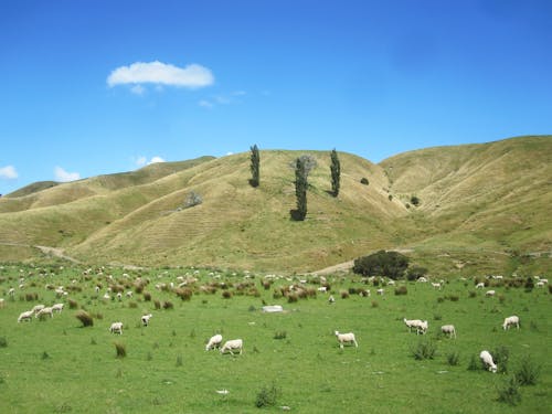 Herd of White Sheep on Green Grass Field