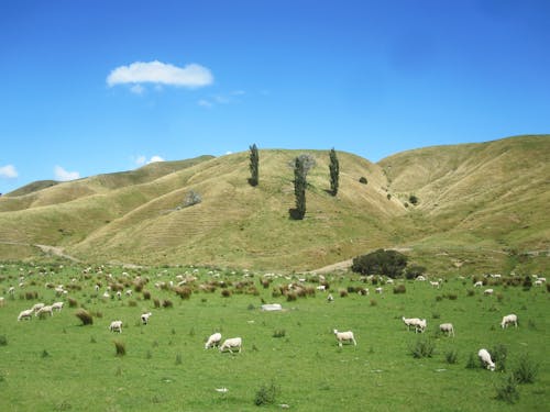 Foto stok gratis bukit, domba, domestik