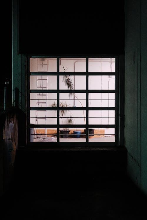 Základová fotografie zdarma na téma místnost, okno, rostliny