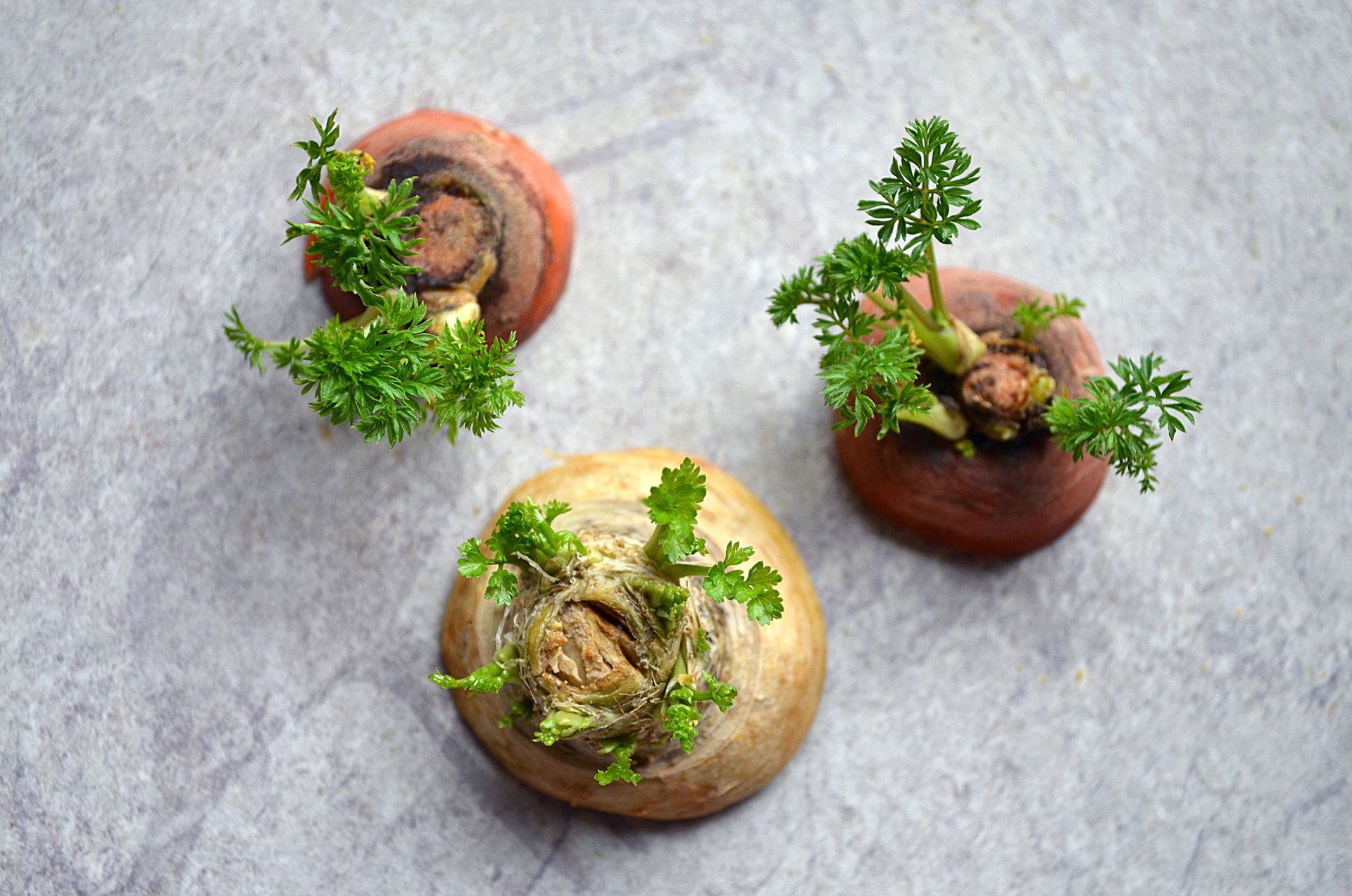 A close-up of carrot tops growing from cut root vegetables on a grey surface, showcasing natural growth.