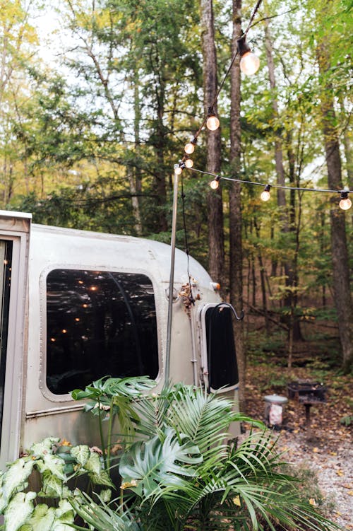 White Van in Forest