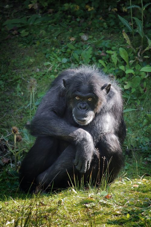 Free A solitary chimpanzee resting on green grass in its natural habitat, surrounded by plants. Stock Photo