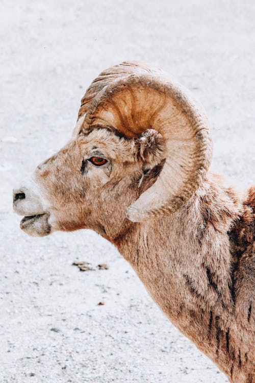 Close up of Bighorn Sheep