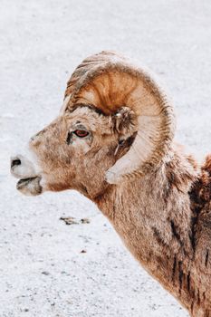 Close-up of a bighorn sheep in snowy Canmore, Alberta, showcasing its striking horns and winter coat.