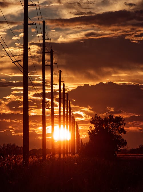 Silhouette of Trees and Electric Posts during Sunset