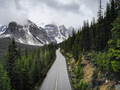 Road Between Tall Trees and Mountains