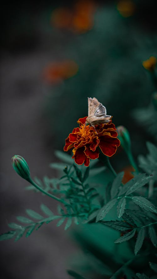 Gratis stockfoto met bladeren, bloemknoppen, detailopname