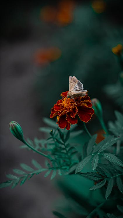 Small Bird on Red Flower