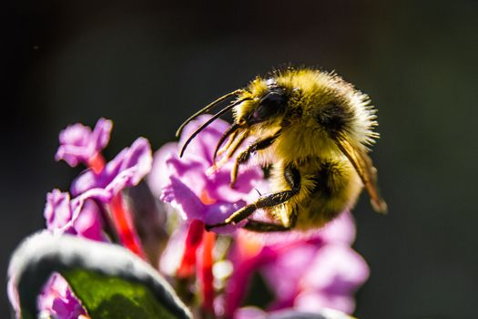 Free stock photo of bee, bumblebee, insect