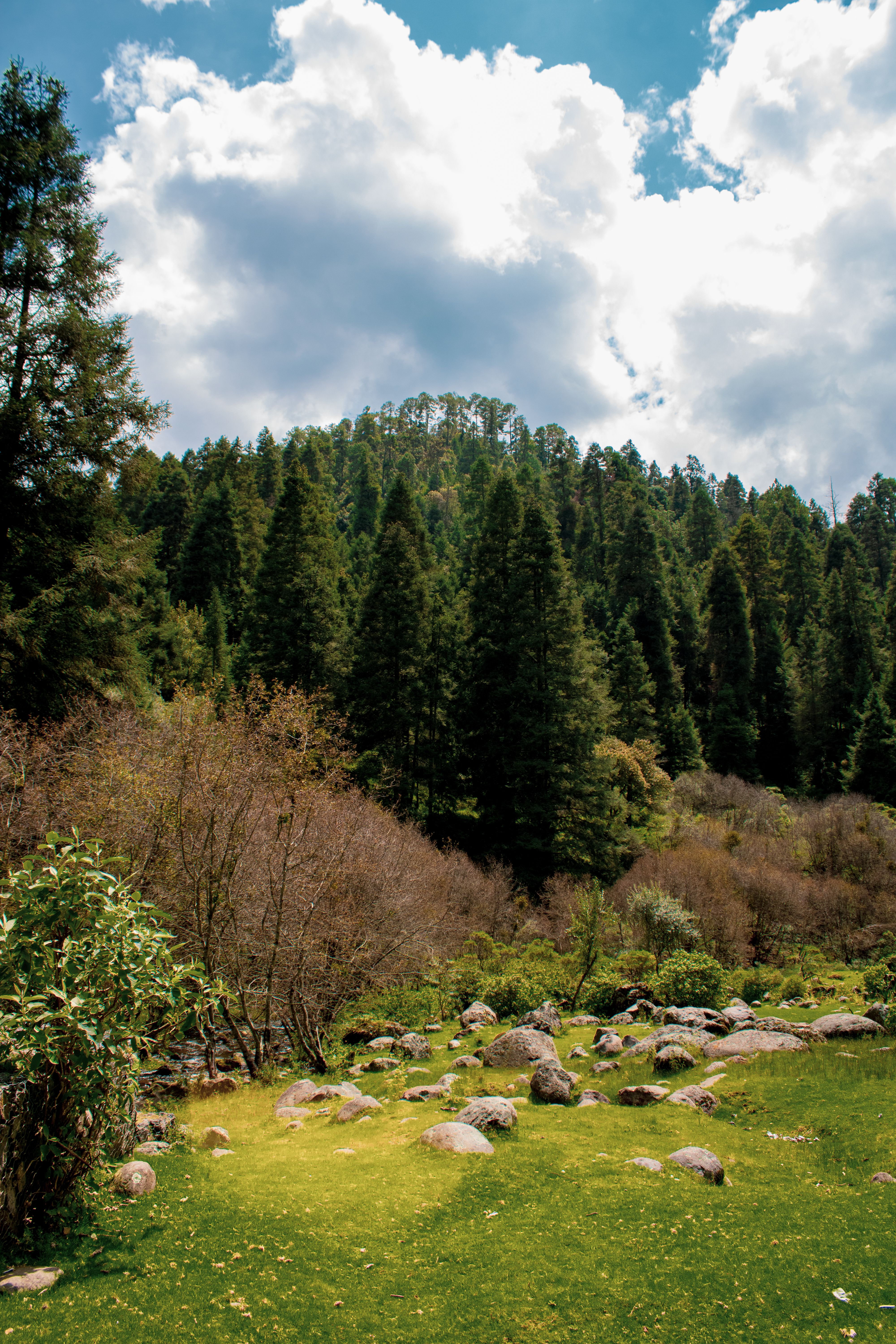Green Trees Under White Clouds and Blue Sky · Free Stock Photo