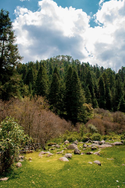 Immagine gratuita di alberi, conifere, natura