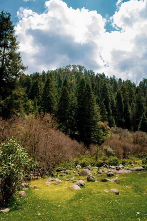 Free Vibrant forest scene with conifer trees under a bright sky with clouds. Stock Photo