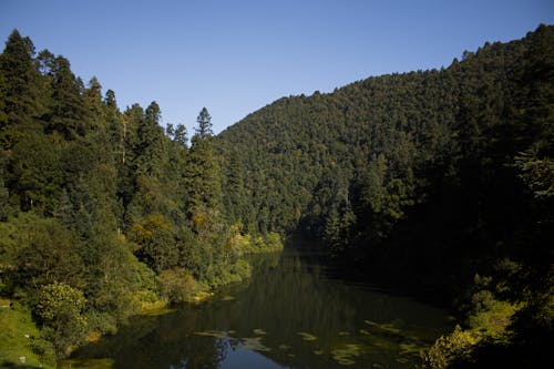 Ilmainen kuvapankkikuva tunnisteilla järvi, luonto, metsä