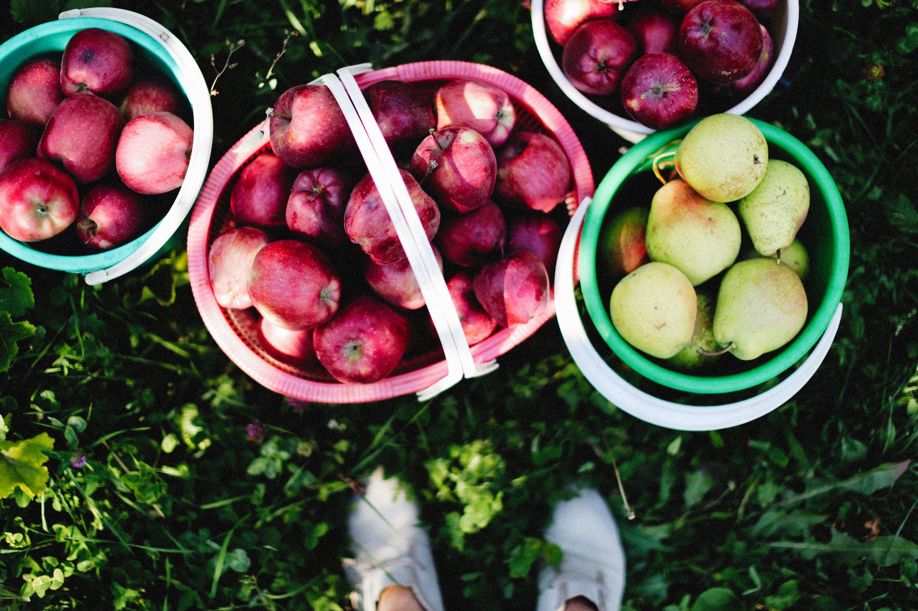 Preventing Biennial Bearing in Homegrown Apples & Pears: Strategic Thinning & Pruning for Consistent Annual Harvests