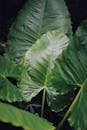 Close-up of Bergenia, Elephant Ears