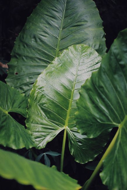 Close-up of lush green elephant ear leaves showcasing vibrant textures and natural beauty.
