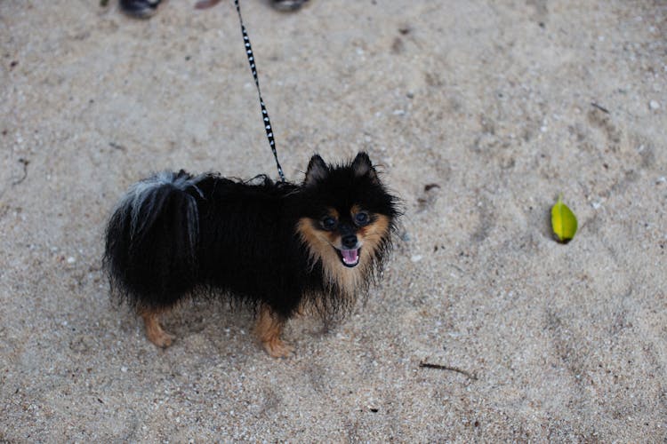 Dog On Leash On Beach