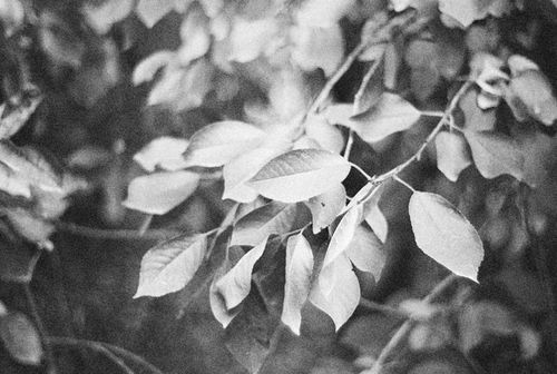 Free An artistic monochrome photograph showcasing leaves on a branch in shallow focus. Stock Photo